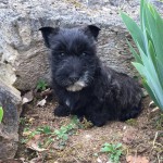 17264763_1390003591020195_6626713933676739707_n