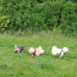 IMG-20260516-WA0033