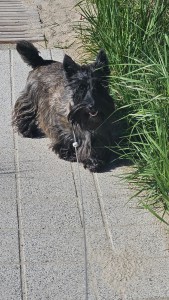IMG-20260516-WA0037