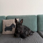 IMG-20261027-WA0009